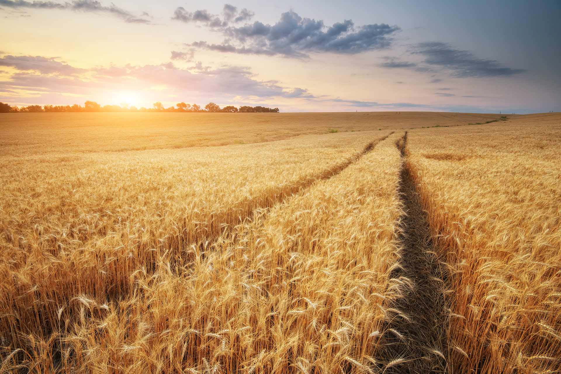 campo di grano