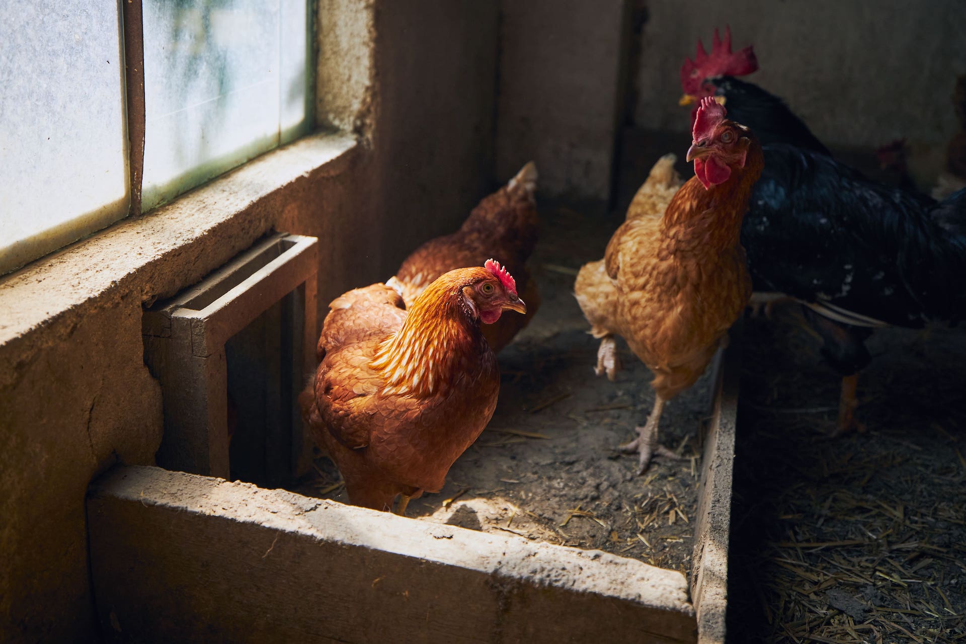 due galline in allevamento per evitare inquinamento alimentare