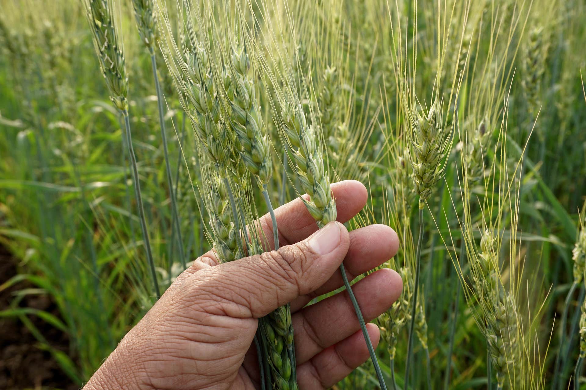 mano che tiene spiga di grano