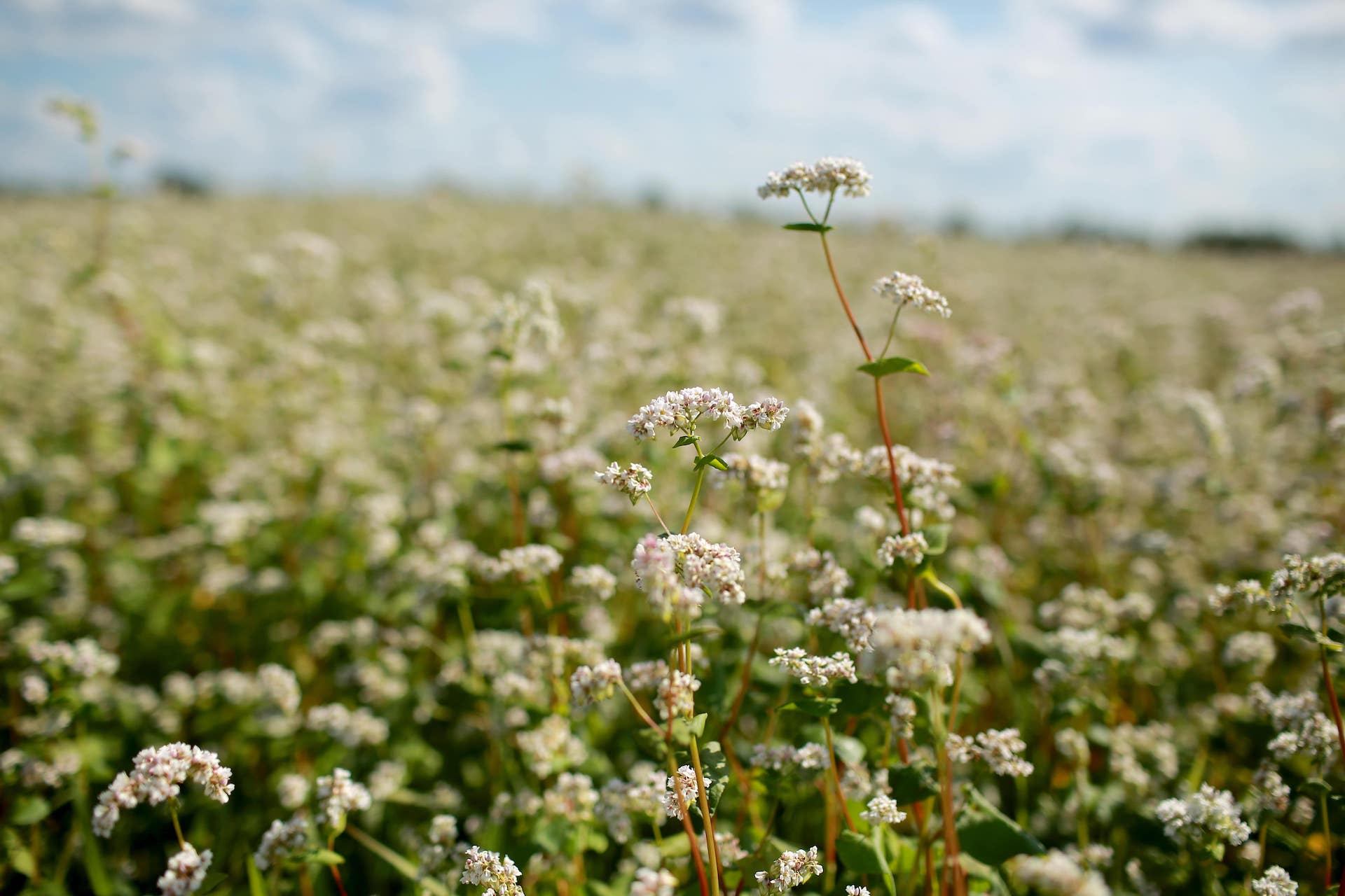 campo di grano saraceno in fiore