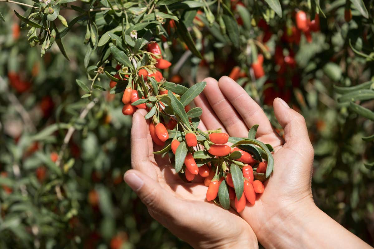 mani con bacche di goji che sono ricche di antiossidanti