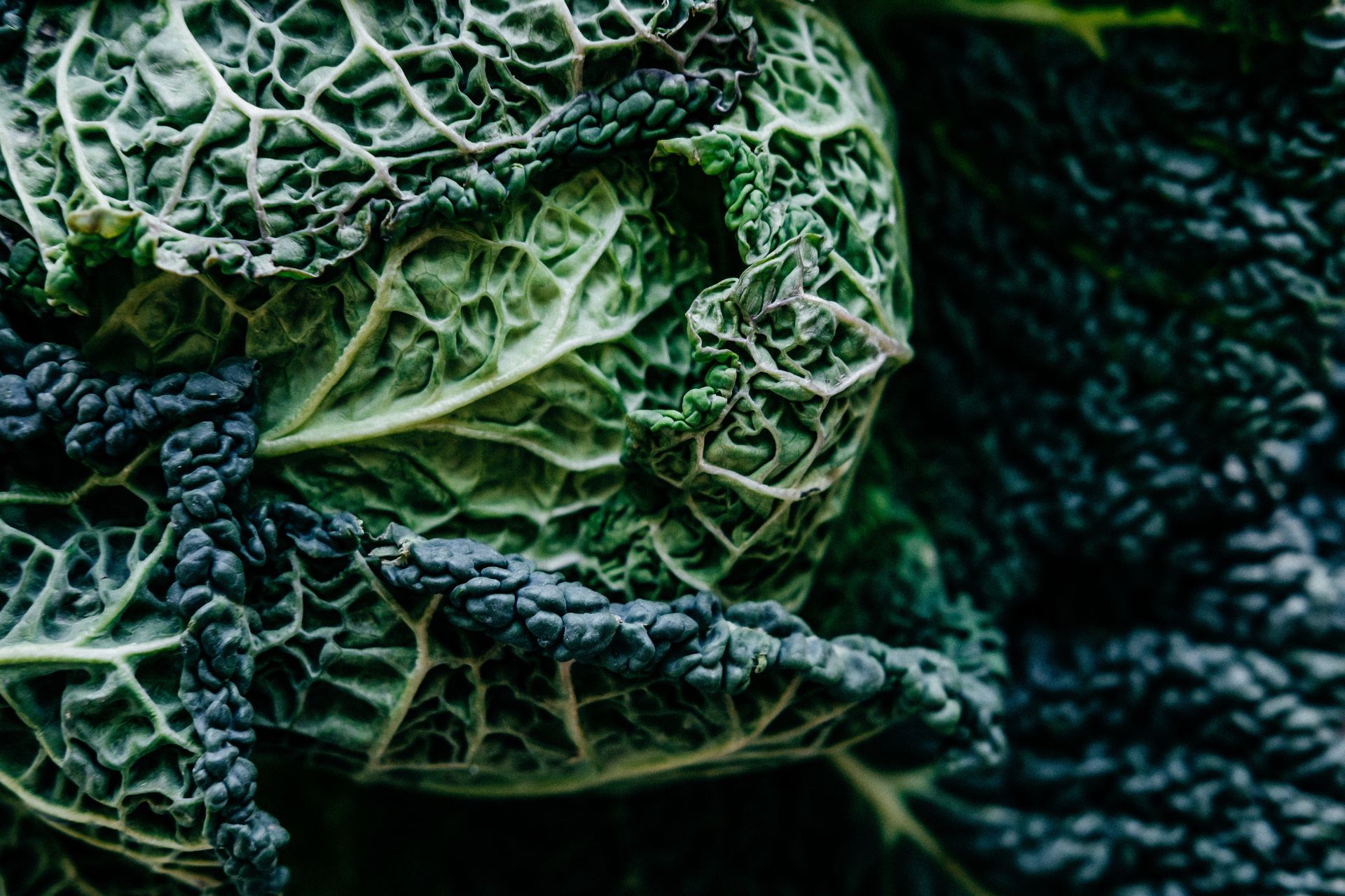 close up di cavolo nero, cibo d'autunno